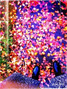 Seasons: Autumn leaves